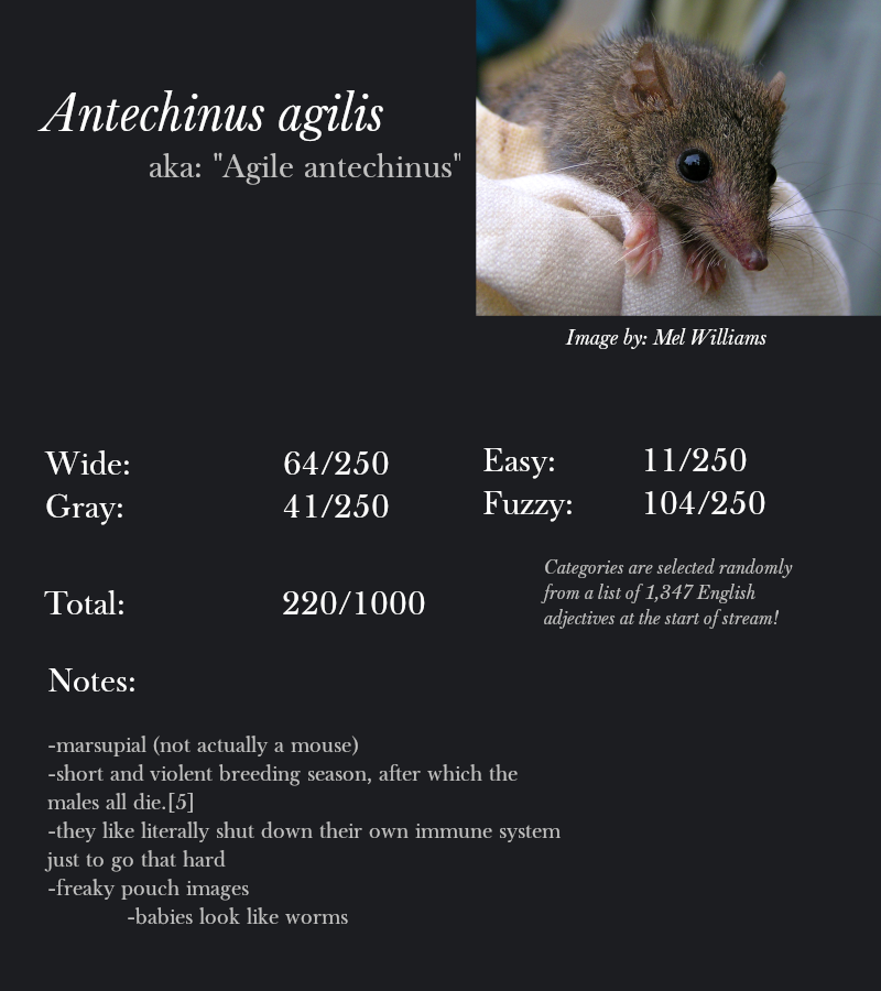 Antechinus agilis